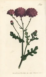 Wilde Cinerarie - Purpurrotes Greiskraut, Senecio elegans. Handkolorierte Kupferstichgravur von Sansom nach einer Illustration von Sydenham Edwards aus William Curtis