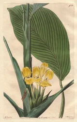 Gelbblühende Calathea, heimisch in Brasilien - S. Watts starkes Wasser aus einer Illustration von M. Mart, aus dem Botanischen Register