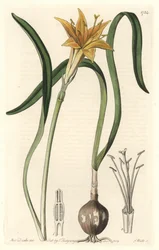 Gelbes Pyrolirion (Amaryllis arvensis), aus Peru, aus dem Botanischen Register