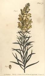 Gelbes Leinkraut oder Löwenmaul, Antirrhinum majus