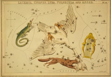 Lacerta, Cygnus, Lyra, Vulpecula und Anser, Illustration aus 