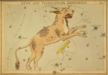 Luchs und Telescopium Herschilii, Illustration aus 