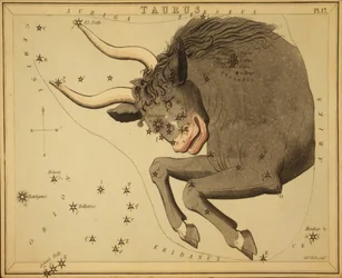 Stier, Illustration aus 