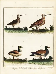 Federwild: Bekassine, Waldschnepfe, Wildente und Pfeifente. 1792
