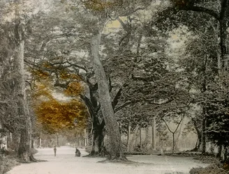 Jahrhundertealte Bäume im Shimogamo-Park, Kyoto, um 1900 - 1915