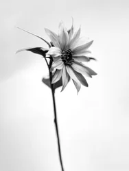 Mitten in den Blumen 25, 2021