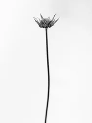 Mitten in den Blumen 33, 2021