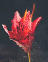Verbrennen, 2019