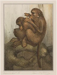 Lausende Affen