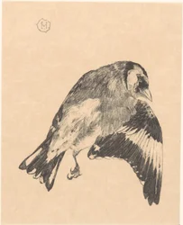 Toter Stieglitz