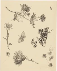 Blumen und Blätter
