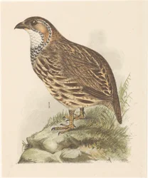 Rebhuhn (Francolinus jugularis)