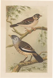 Zwei Vögel auf Zweigen