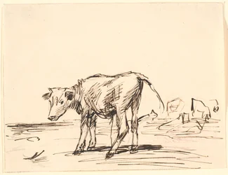 Ein Stierkalb