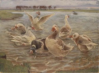 Gänse auf der Insel Saltholm