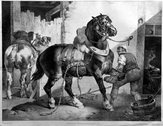 Beschlag eines Zugpferdes