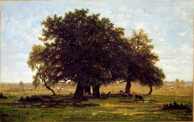Eine Gruppe von Eichen in Apremont