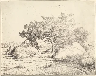 Der Kirschbaum von La Plante à Biau