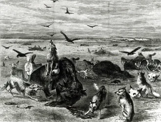 Schlachtung von Büffeln auf den Ebenen, aus Harpers Weekly 1872