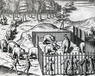 Elefantenjagd im Königreich Pegu, jetzt Myanmar, von Theodor de Bry, Gravur
