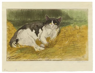 Alte schwarz-weiße Katze im Gras