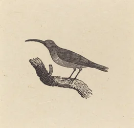 Ein Vogel