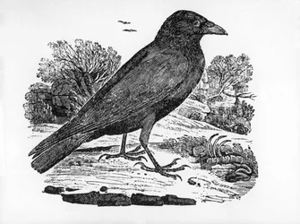 Die Aaskrähe, Illustration aus 