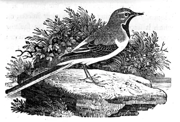 Die Gebirgsstelze, Illustration aus 