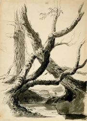 Skizze von Baumstämmen, ca. 1825-40