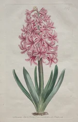 The Botanical Magazine or Flower Garden Displayed: Gartenhyazinthe
