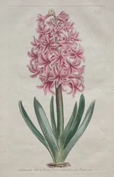 Das Botanische Magazin oder Der Blumengarten: Gartenhyazinthe (1806)