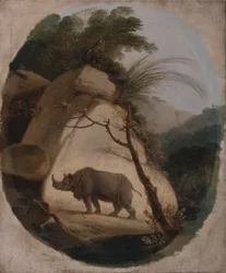 Das Indische Nashorn