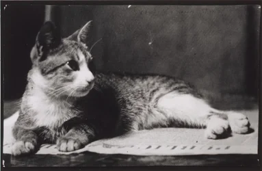 Die Katze von Mrs. Thomas Eakins, um 1880-1890