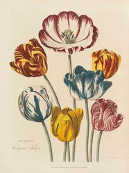 Das universelle Kräuterbuch, 1824