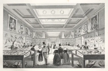 British Museum, Zoologische Galerie, aus 