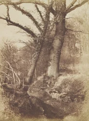 Bäume, 1854-57