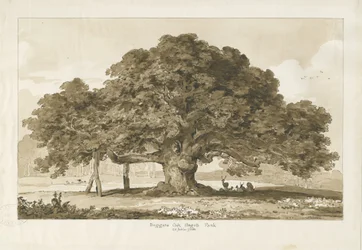 Blithfield - Bettler-Eiche: Sepia-Zeichnung, 1837