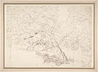 Studie von Bäumen