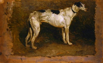 Ein Windhund