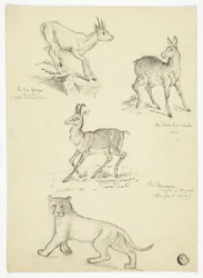 Gämse, Moschus, Klippspringer und Löwe