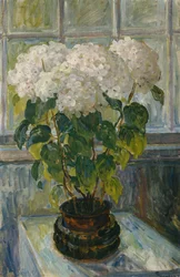 Hortensie