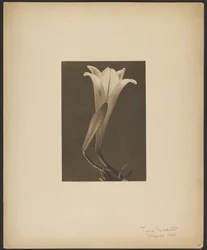 Nr. 1.