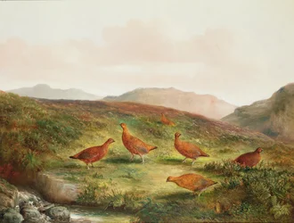 Moorhuhn in einer Heidelandschaft