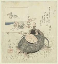 Schildkröten