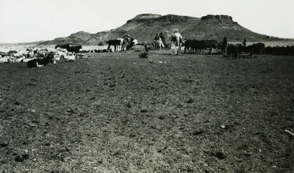 Ansicht des archäologischen Gebiets von Naqa, mit Dromedaren und Rindern, Sudan, Fotografie von Ugo Monneret de Villard