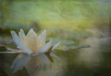 Stille Seerose