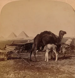 Ein Baby der Wüste, Ägypten, 1896