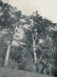 Ein Wald aus antarktischen Buchen in Temuco, 1911