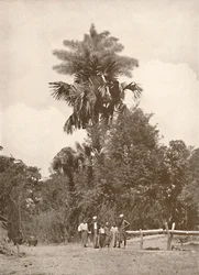 Eine Talipot-Palme in Blüte, 1900