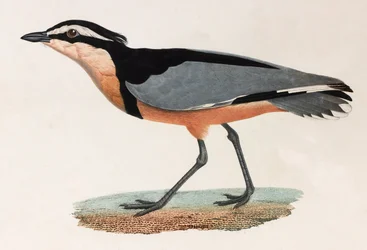Eine Farbillustration eines Vogels